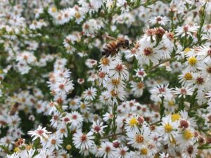 Raw Wild Flower Honey (15.5 oz) - Image 4