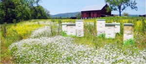 Raw Clover Honey (15.5 oz) - Image 4