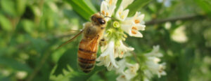 Raw Clover Honey (15.5 oz) - Image 3