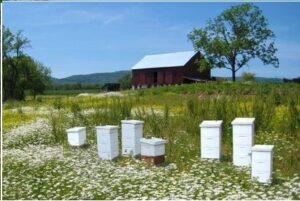 Lord Byron's Apiary, Family run for 25 years