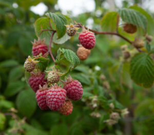 Raspberry & Honey Spread (11.5 oz) - Image 3