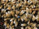 Bees in the hive