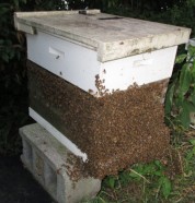 Bee Hive with bees outside of box