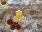 honeycomb