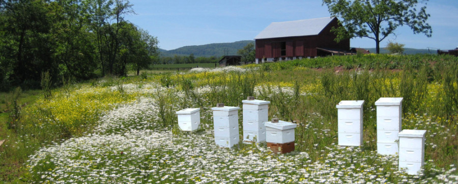 wildflowers, bee hives and countryside