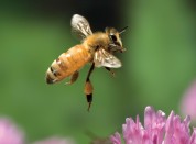 bee carrying pollen