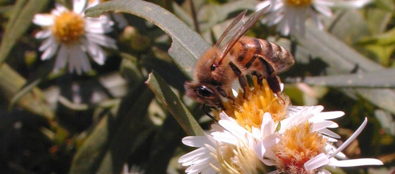 Honey Bee on Sunflowers
