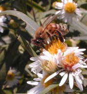 Honey Bee on Daisy