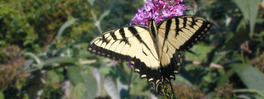 Pollen Vector, Monark Butterfly