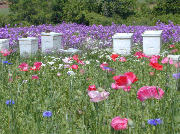 Bee Hives in wildflowers