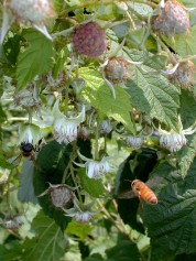 Honey Bee and rasberry