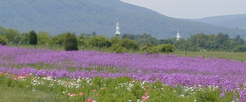 Wildflowers with church in background